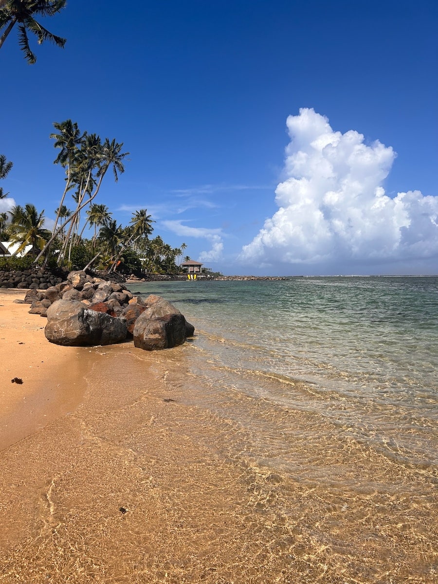 a beach with rocks and palm trees on a sunny day